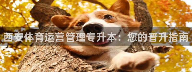 必一体育sport装