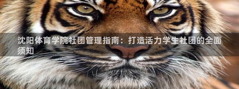 b体育官网下载入口a